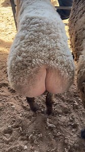 The Weirdest Sheep Ever #fattailedsheep #weird #nature | Wholesome Dose