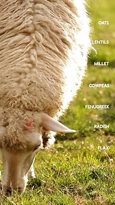 2K reactions · 298 shares | Forage-Friendly Cover Crop Seeds for...