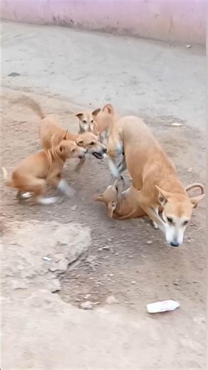 Cute Puppies Attack Big Dog 😂🐶 | Funny Play Fight #shorts