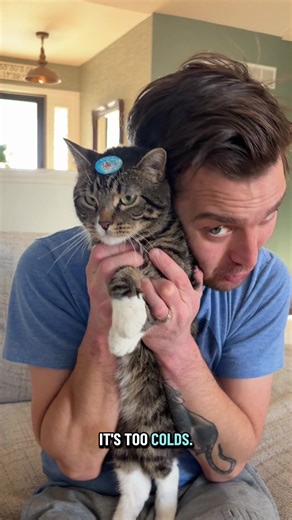 Meet Mikey, the Out-of-This-World Dwarf Cat!