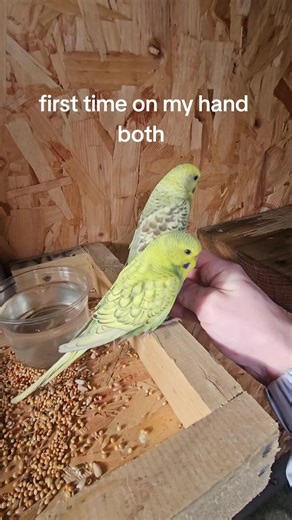My Parakeet's First Time on My Hand