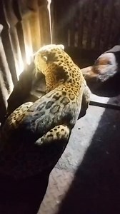 Leopard Captured After Tragic Incident | Ranthambore City Update On 11 December, a heartbreaking incident occurred on the city side of Ranthambore, where a child was tragically killed by a panther (leopard). Today, after continuous monitoring and efforts, forest authorities successfully captured the same leopard using a cage, bringing relief to local residents and ensuring public safety. This incident highlights the delicate balance between wildlife conservation and human safety around forest bu