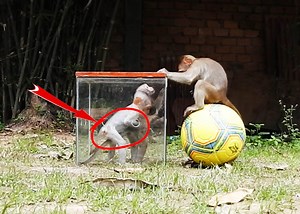 29K views · 536 reactions | . [ Smart Monkey ] Baby Jody & Alien enjoy Plying Hide And Seek With Sister Angel Very Much. They's Hide inside the Miorror and Her's Sister Found them and she's try to help them out | Monkey Family | Facebook