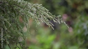 Close up of the branches of a pine tree as water falls on it from a heavy rain from a summer storm