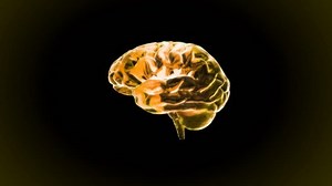This Gold Brain Rotate Animation Stock Footage Video (100% Royalty-free) 1992583 | Shutterstock