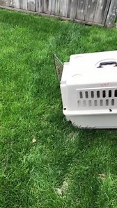 326K views · 154 shares | Just helped out a lady in Woodstock pull these little ducklings out of her pool . Water was really low so there was no way they could Get out . Managed to scoop them all out and then waited for mom to come back! Everybody reunited ! ❤️ btw , not an easy feat scooping ducklings out of a pool , little munchkins are fast !  | Hillside Kennels Animal Control | Facebook