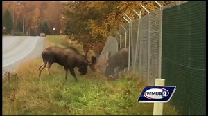 Check out this amazing video! Two Alaskan bull moose were caught battling each other from opposite sides of a chain-link fence. | WMUR-TV
