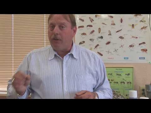 Pest Control Tips : Kill Mosquitoes in Standing Water