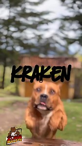 GRAND CHAMPION THE KRAKEN (EL APBT) . . . #apbt #americanpitbullterrier #gamedog #abkc | Zona bulls.TV
