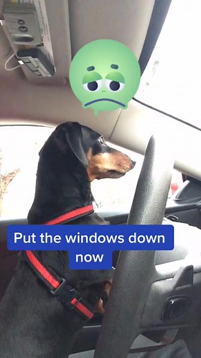 7.8K views · 221 reactions | 1398_Put The Windows Down #putthewindowdownnow #dogsoftiktok #charlieskingdom20#fbreels #viral #fypシ #fyp #love #foryou #trending | Charlotte Adams | Facebook