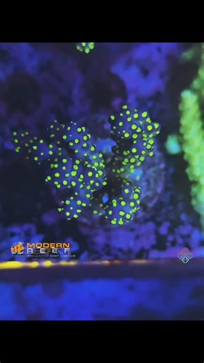 Frag Fantasy on Instagram: "Aussie Bonsai Acropora 🪸"