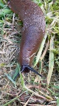 Are Slugs Safe to Eat in the UK? Parasite Warning! 🇬🇧 🐌