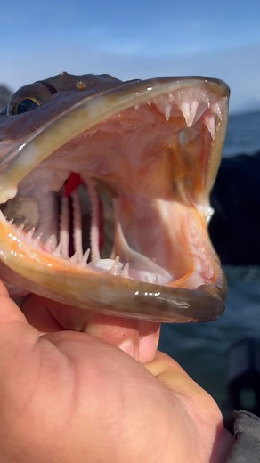 @bradskillerfishinggear superbaits catch everything!! This was in Sitka on our @fishbaranof adventure. Full video coming soon!! | Addicted Fishing