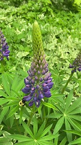 It's not summer unless you hear a buzz from a bumble bee! The buzz sound is produced by vibrating their flight muscles. Fun fact, some plant pollen can only be released by vibration! Video Description: A bumble bee buzzing around a purple flower! | Pictured Rocks National Lakeshore