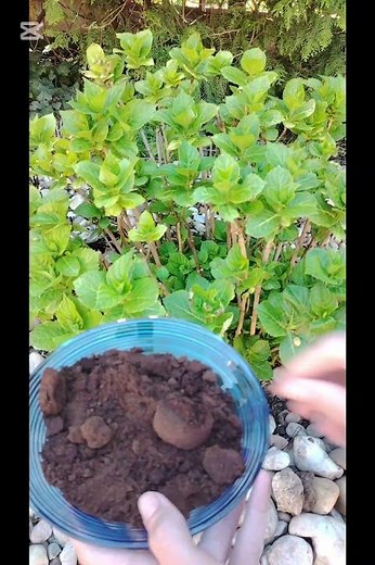 Boost Hydrangea Blooms Naturally (Easy Coffee Trick)🌸🌱✨