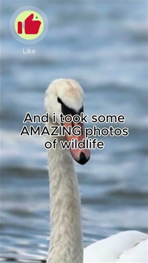 Wildlife at Big Waters Nature Reserve, Newcastle | North East England Bird Photography