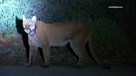 Woman fights off mountain lion with her bare hands when it attacks her dog