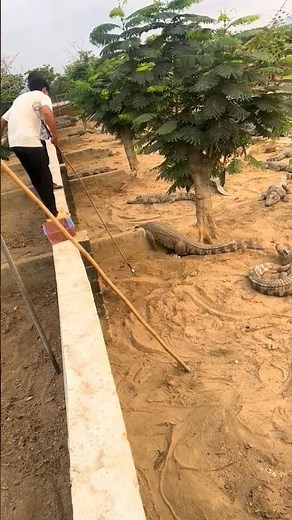 Risking It All: Farmer Collects Crocodile Eggs with a Long-Handled Scoop! 👀