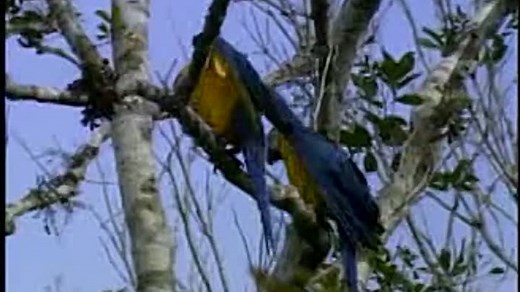 Baby Einstein - El Mundo Animal