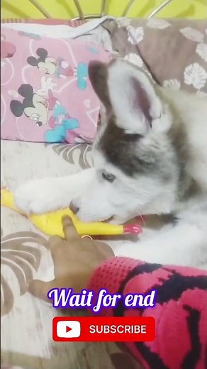 Siberian Husky puppy first howling 🐕🐶🐾 #dog #husky #leo