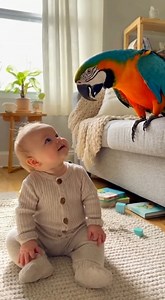 15K views · 377 reactions | Watch as this adorable parrot helps a baby find their voice! Get ready for some giggles and heartwarming moments that will brighten your day! | Crazy Birds Daily | Facebook