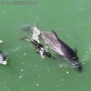 Brand spanking new baby Dolphin. It's baby season, please drive carefully. Newborn baby Bottlenose Dolphins are very dark when they're born. They have white verticle lines called fetal folds that vanish quickly with age. Their fins are also sort of floppy for a couple days. This was taken in St Pete, Florida yesterday. Please don't assume dolphins will just get out of your way, go around them. Dolphins get hit by boats very regularly, so would you if you had to surface to breathe when there's bo