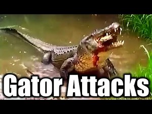 Why Alligators Attack People (Tips to Coexist)