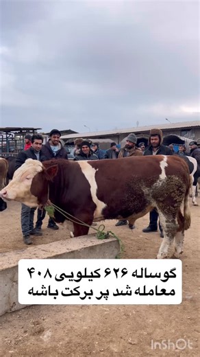 ‎میدان عرضه دام اردبیل‎ on Instagram‎: "⁨ ⁨ ⁨ #عرضه_دام_اردبیل #مجتمع_صنعتی_گوشت_اردبیل #گوساله #گوساله_نر #گوساله_پرواربندی #گوساله_اصیل #اردبیل #تبریز #ارومیه #زنجان #تهران #همدان #رشت #شیراز #اصفهان #آستارا #تالش #کردستان #نیر #نمین #مشگین_شهر #پارساباد #مغان #گرمی #بیله_سوار #سراب #بهرمان #میاندواب⁩⁩⁩⁩⁩⁩⁩⁩⁩⁩"‎