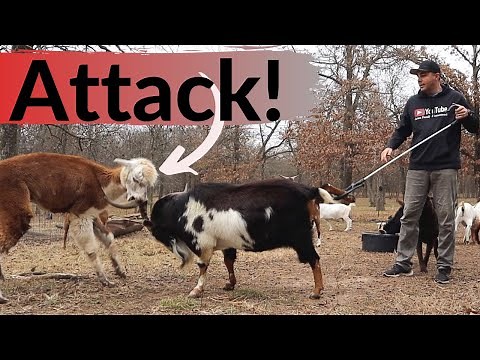 When Alpacas Attack! Rufus Was MAD!