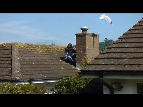 Seagulls attack man on roof near their nest. Bird busters team have a better idea