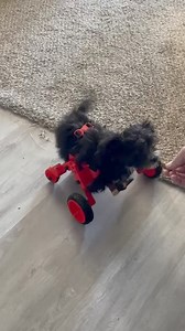 UPDATE ADOPTION PENDING! 💕🐾🐾💕 Who remembers our little guy that needed some wheels? Here is his first attempt in it! Go Seeley!!! | Min Pins & More Rescue, Inc.