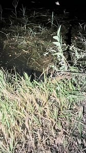 Searching a giant python in the Florida Everglades! #fyp #foryou #foryoupage #wild #wildlife #yoink #explore #snake #python | Garrett Galvin