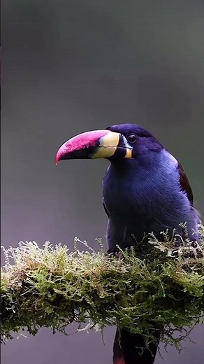 The Grey Breasted Mountain Toucan Lives In High Cloud Forests Has A Red Yellow And Black Bill And Is