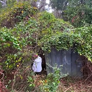 103K views · 910 reactions | 40 YEAR OLD Abandoned SHED on my Grandmother’s Property What’s Inside | Lawn Care Services | Facebook