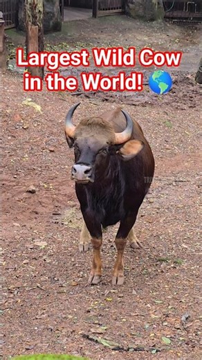 The Bodybuilder of Trivandrum Zoo! 💪🐃 |#shorts #viral #aa23 #cow #trending