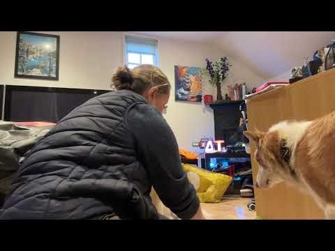 Pet Ink Pad Review - worth it!!