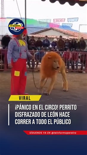 Te Informó Pereira on Instagram: "Lo que debía ser una función tranquila se convirtió en una escena de caos y gritos cuando un "feroz león" escapó de su entrenador en plena pista. La gente, aterrada, saltó de sus asientos buscando salvar su v1d4, sin imaginar la sorpresa que venía después. El susto que se volvió viral: La broma pesada: Un payaso, actuando como domador, soltó intencionalmente la cadena de un animal de melena frondosa. El supuesto "rey de la selva" salió disparado directamente hac