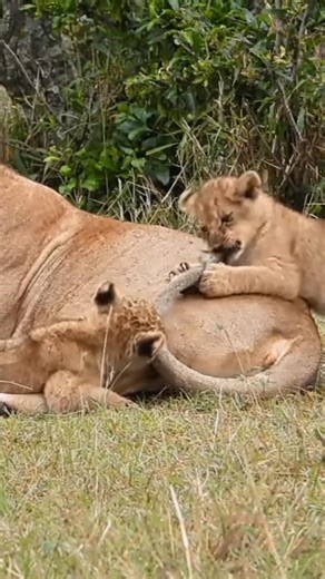Two lion cubs playing with their mom's tail #lion #shorts