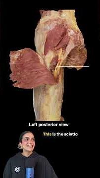 Anatomy of the Lower Limb | Which nerve was injured after this procedure? | Med School Bootcamp