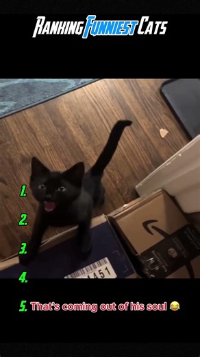 🏆🐱 Ranking the Funniest Cats…#shorts #cats #funny #viral #pets #catvideos