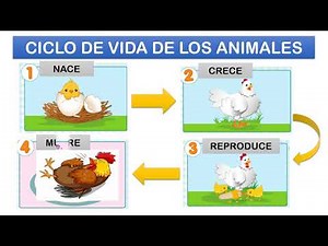 CICLO DE VIDA DE LOS SERES VIVOS