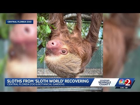 'Long road ahead': 13 sloths rescued from Sloth World continue recovery at Central Florida Zoo