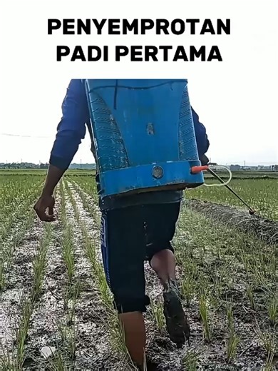Cara Efektif Penyemprotan Padi untuk Petani Indonesia