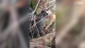 Shocking footage shows pigs tormented by dogs in WA