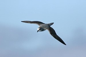 Soft plumaged petrel - Alchetron, The Free Social Encyclopedia