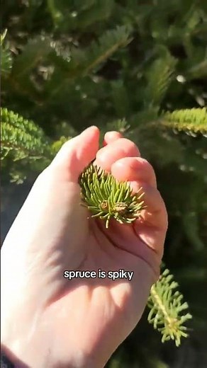 Tips for identifying some evergreen trees #treeidentification #foraging