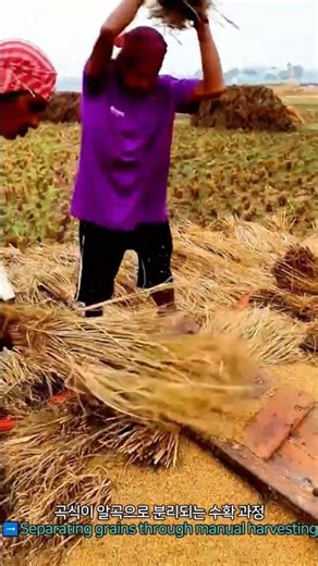 Separating grains through manual harvesting