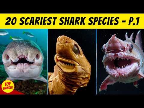 The 20 Scariest-Looking Sharks On Earth P.1