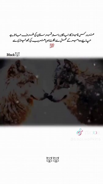 black wolf on TikTok