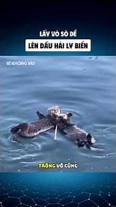 Lấy vỏ sò để lên đầu hải ly biển